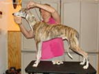 Whippet Puppy for sale in Hopkinsville, KY, USA