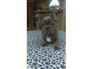 French Bulldog Puppy for sale in Sidney, OH, USA