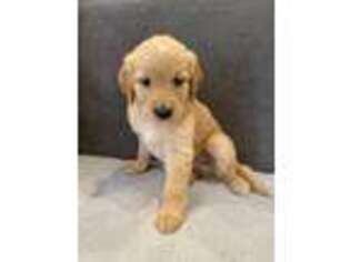 Golden Retriever Puppy for sale in San Diego, CA, USA