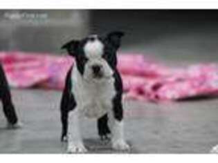 Boston Terrier Puppy for sale in Leetonia, OH, USA