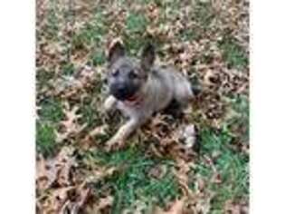 German Shepherd Dog Puppy for sale in Columbus, IN, USA