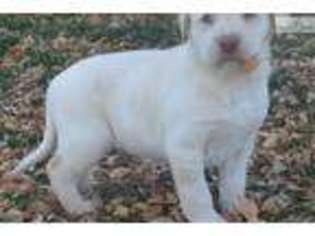 Labrador Retriever Puppy for sale in Elko, NV, USA