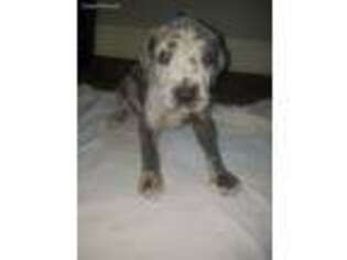Great Dane Puppy for sale in Angier, NC, USA