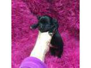 Chorkie Puppy for sale in Torrington, CT, USA