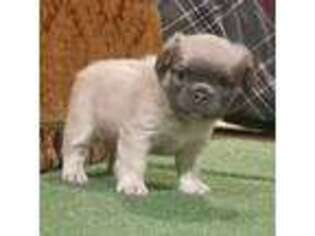 French Bulldog Puppy for sale in Grove, OK, USA
