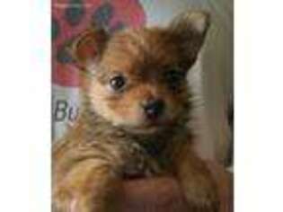 Yorkshire Terrier Puppy for sale in Ava, MO, USA