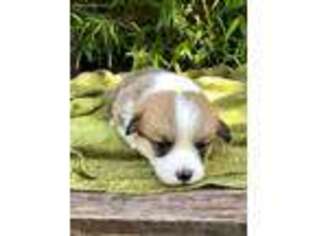 Pembroke Welsh Corgi Puppy for sale in Spring, TX, USA