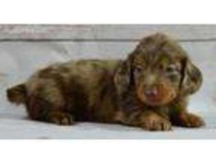 Dachshund Puppy for sale in Anderson, MO, USA