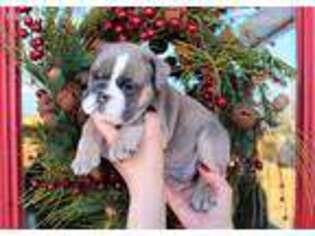 Bulldog Puppy for sale in Grand Junction, CO, USA