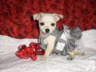 Chihuahua Puppy for sale in CLAREMORE, OK, USA