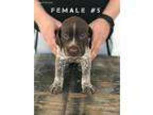German Shorthaired Pointer Puppy for sale in Sanger, CA, USA