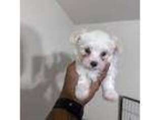 Maltese Puppy for sale in Bethlehem, PA, USA