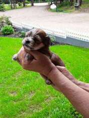 Mutt Puppy for sale in Grandin, MO, USA