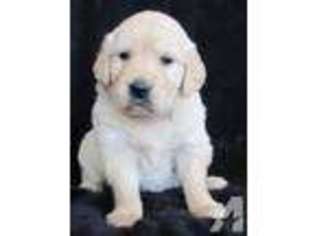 Golden Retriever Puppy for sale in CINEBAR, WA, USA