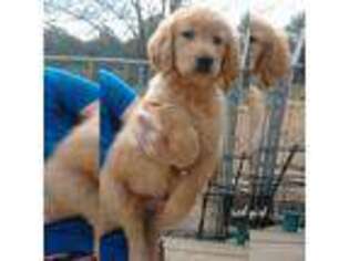 Golden Retriever Puppy for sale in Gilmer, TX, USA