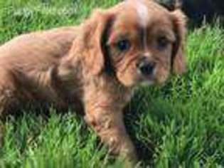 Cavalier King Charles Spaniel Puppy for sale in East Sparta, OH, USA