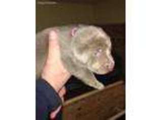 Labrador Retriever Puppy for sale in Traverse City, MI, USA