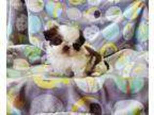 Shiba Inu Puppy for sale in Nova, OH, USA