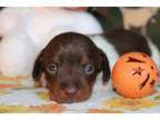 Dachshund Puppy for sale in Hartsfield, GA, USA
