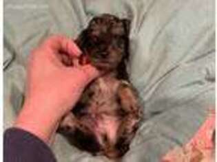 Dachshund Puppy for sale in Grand Rapids, MN, USA