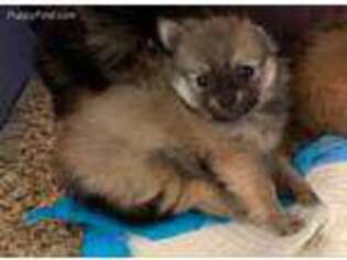 Pomeranian Puppy for sale in Sweeny, TX, USA
