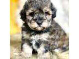Cavapoo Puppy for sale in Griffin, GA, USA