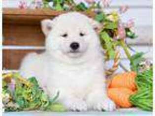 Shiba Inu Puppy for sale in Neosho, MO, USA