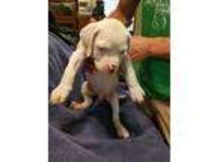 Medium Photo #1 American Bulldog Puppy For Sale in San Antonio, TX, USA