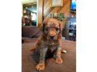 Goldendoodle Puppy for sale in Parker, PA, USA