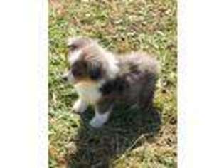 Miniature Australian Shepherd Puppy for sale in Pine Knot, KY, USA