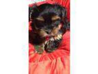 Yorkshire Terrier Puppy for sale in Alleyton, TX, USA