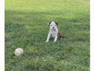 Boxer Puppy for sale in Anthony, NM, USA