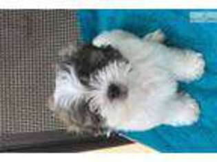 Mal-Shi Puppy for sale in San Diego, CA, USA