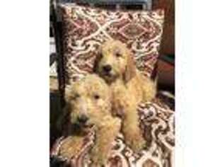 Goldendoodle Puppy for sale in Caseyville, IL, USA