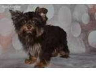 Yorkshire Terrier Puppy for sale in Sulphur Springs, TX, USA
