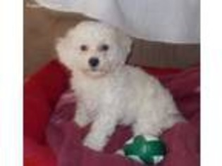 Bichon Frise Puppy for sale in Wentworth, MO, USA