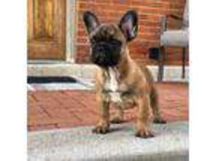 French Bulldog Puppy for sale in Upper Sandusky, OH, USA
