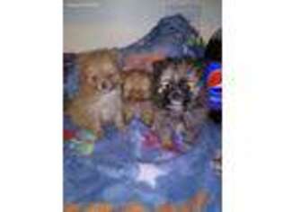 Pomeranian Puppy for sale in Linton, IN, USA