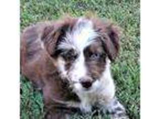 Mutt Puppy for sale in Vale, OR, USA