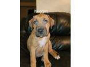 American Bandogge Puppy for sale in Herndon, VA, USA