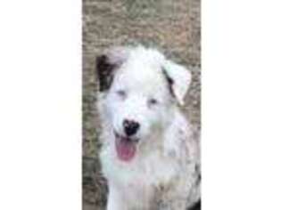 Australian Shepherd Puppy for sale in Custer City, OK, USA
