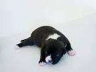 American Staffordshire Terrier Puppy for sale in Springfield, IL, USA