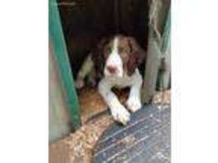 English Springer Spaniel Puppy for sale in Mc Alisterville, PA, USA