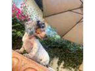 Dachshund Puppy for sale in Phoenix, AZ, USA