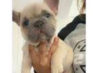 French Bulldog Puppy for sale in Newburgh, NY, USA