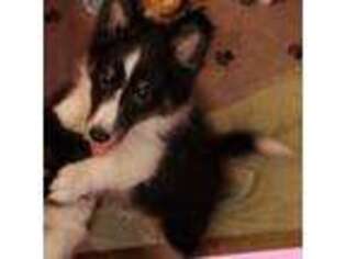 Shetland Sheepdog Puppy for sale in Berkeley Springs, WV, USA