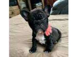 French Bulldog Puppy for sale in Lisbon, OH, USA