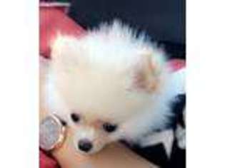 Pomeranian Puppy for sale in Clearwater, FL, USA