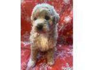 Mutt Puppy for sale in Lake Charles, LA, USA