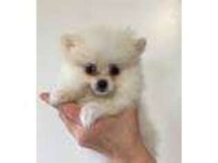 Pomeranian Puppy for sale in Owen, WI, USA